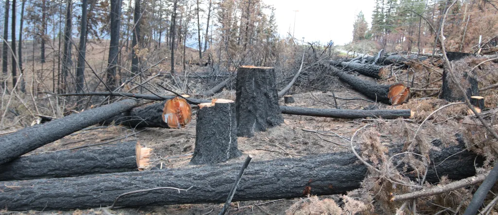 Wildfire Clean up Cut down burnt trees